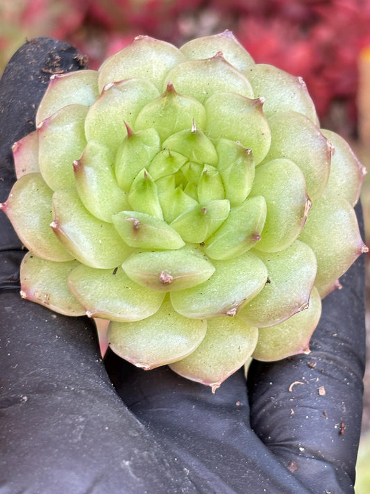 Echeveria Pinecone Jenny | Live Succulent Plant | Imported Plants | Imported Echeveria