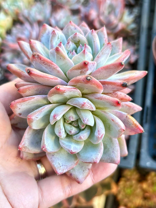 Echeveria Bluebird | 4” pot | Live Succulent Plant | Korean Succulent | Variegated Pachyveria | Imported Plants