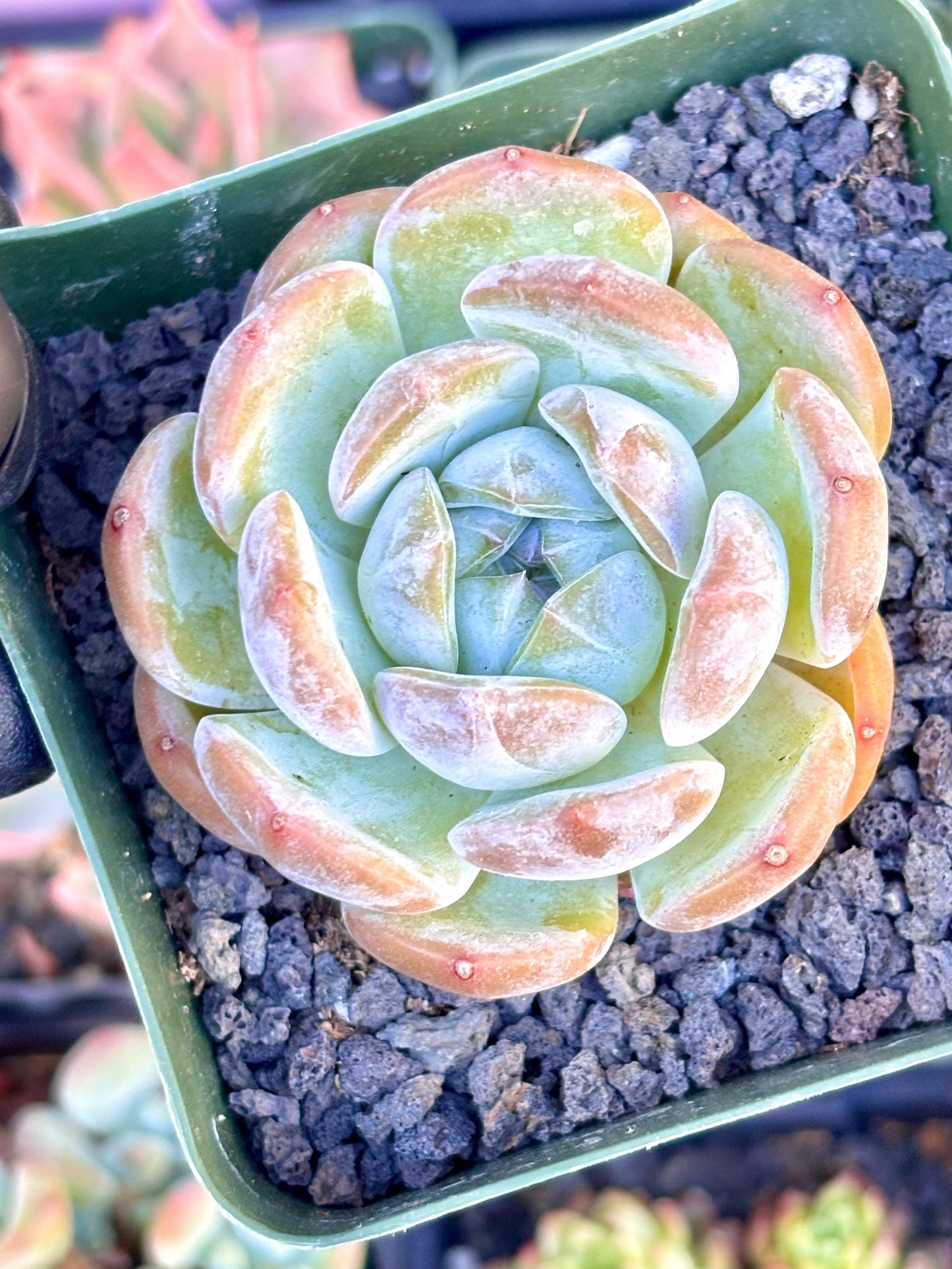 Echeveria Blue Iris | Live Succulent Plant | Korean Succulent | Rare Imported Echeveria | Imported Plants