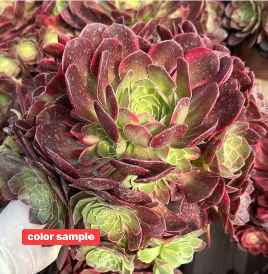 Aeonium Halloween Yellow Variegated | Live Succulent Plant | Rare Imported Aeonium | Imported Plants