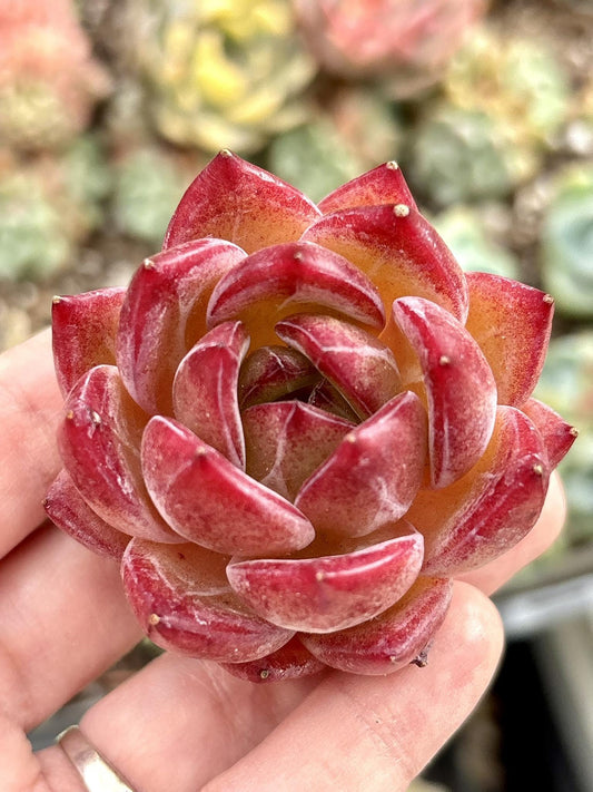 Echeveria Red Devil | Live Succulent Plant | Korean Succulent | Variegated Echeveria | Imported Plants | Echeveria Clusters