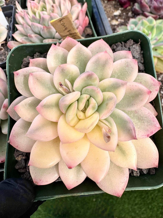 Echeveria King Midas Variegated | Rare Imported Succulent | Collector Succulent