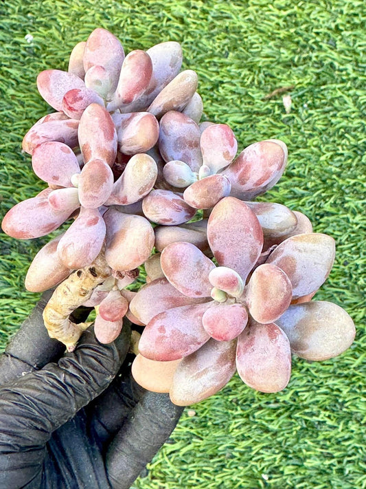 Pachyphytum Peach Egg | Live Succulent Plant | Korean Succulent | Rare Imported Echeveria | Imported Plants