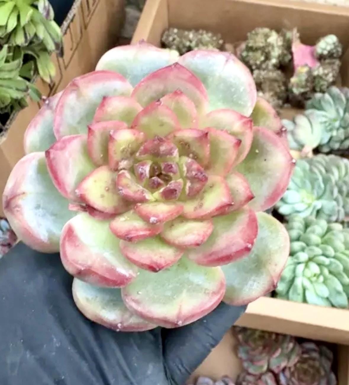 Echeveria Bloody Romance | Live Succulent Plant | Korean Succulent