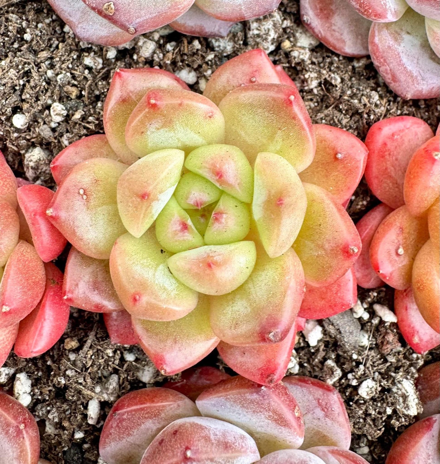 Echeveria Ice Green Candy | Live Succulent Plant | Korean Succulent | Variegated Echeveria | Imported Plants