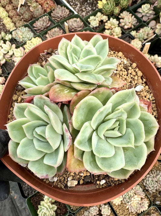 Echeveria Falling Flower | Live Succulent Plant | Imported Plants | Imported Echeveria