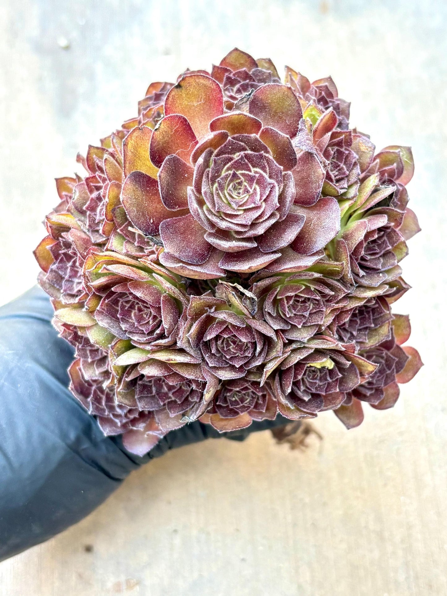 Aeonium Red Monster Variegated Teacup Lollipop | Live Succulent Plant | Korean Succulent | Rare Imported Aeonium | Imported Plants