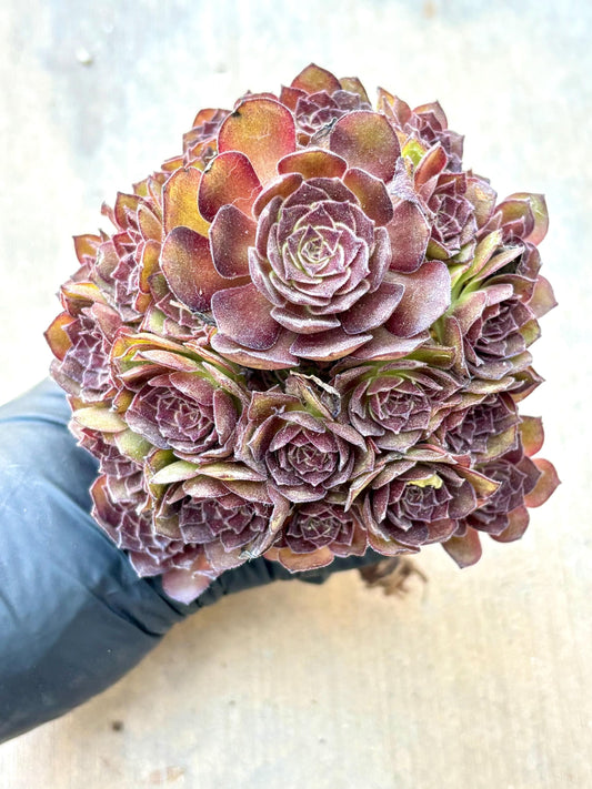 Aeonium Red Monster Variegated Teacup Lollipop | Live Succulent Plant | Korean Succulent | Rare Imported Aeonium | Imported Plants