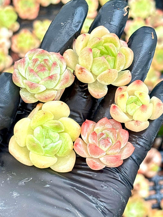 Echeveria Pink Celestial (5pcs) | Rare Imported Echeveria | Imported Plants