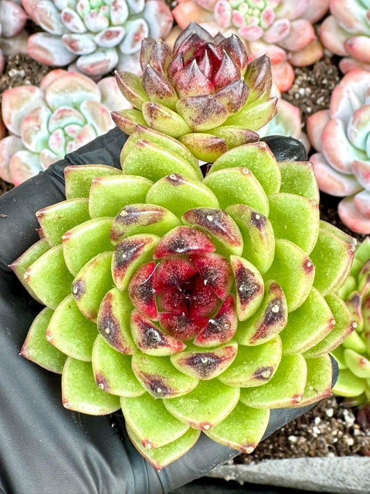 Echeveria Sprite| Live Succulent Plant | Korean Succulent | Rare Imported Echeveria | Imported Plants