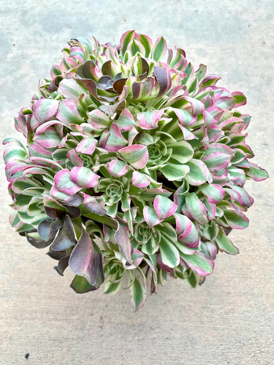 Aeonium Myriad Variegated | size 11” | Live Succulent Plant | Korean Succulent | Variegated Aeonium | Imported Plants