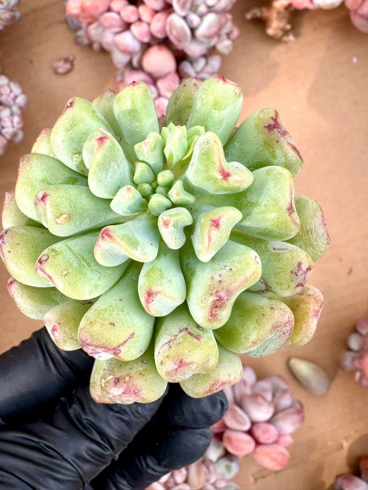 Echeveria Heartball | Rare Imported Succulent | Collector’s Succulent