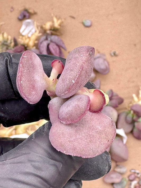 Adromischus White Muscle Egg | Live Succulent Plant | Rare succulent