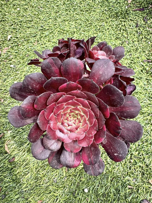 Aeonium Phoenix Rainbow Variegated | Rare Imported Succulent | Collector’s Succulent