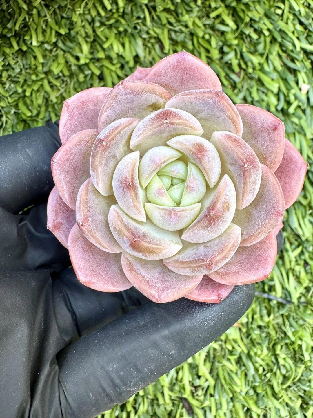 Echeveria Pink Jenny | Live Succulent Plant | Korean Succulent | Rare Imported Echeveria | Imported Plants