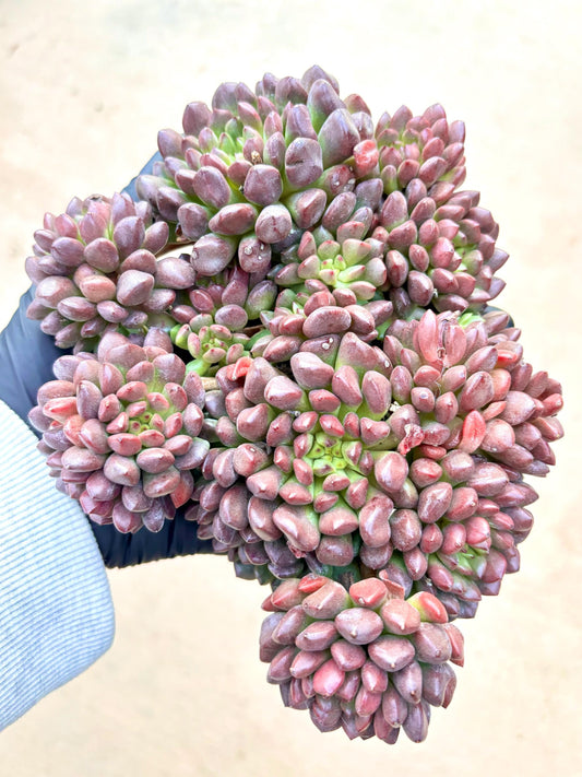 Echeveria Red Pig Nose | 7” pot | Live Succulent Plant | Korean Succulent | Variegated Pachyveria | Imported Plants