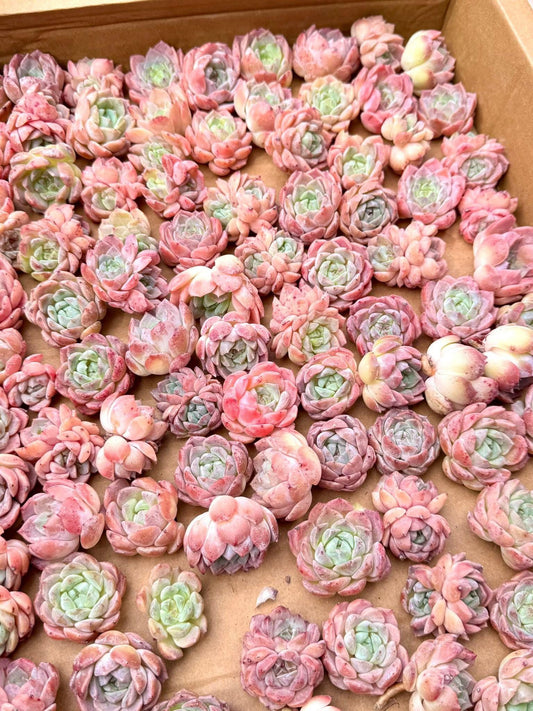 Echeveria Amber | Live Succulent Plant | Variegated Echeveria - Pack of 5 Pcs