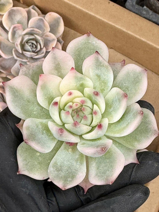 Echeveria Chihuahuaensis Aurea Variegated | Rare Imported Succulent | Collector’s Succulent