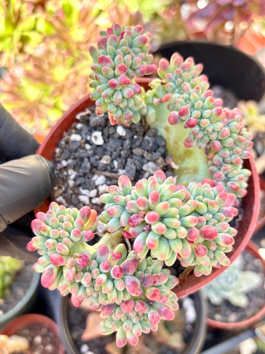 Sedum Pachyphyllum Crested | Live Succulent Plant | Korean Succulent | Rare Imported sedum | Imported Plants