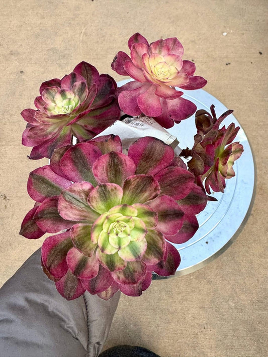 Aeonium Lychee Crested | Live Succulent Plant | Imported Succulent