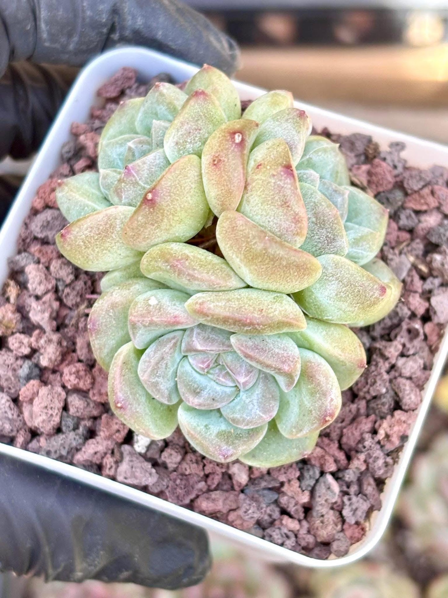 Echeveria Qun Sheng | Live Succulent Plant | Korean Succulent | Variegated Echeveria | Imported Plants