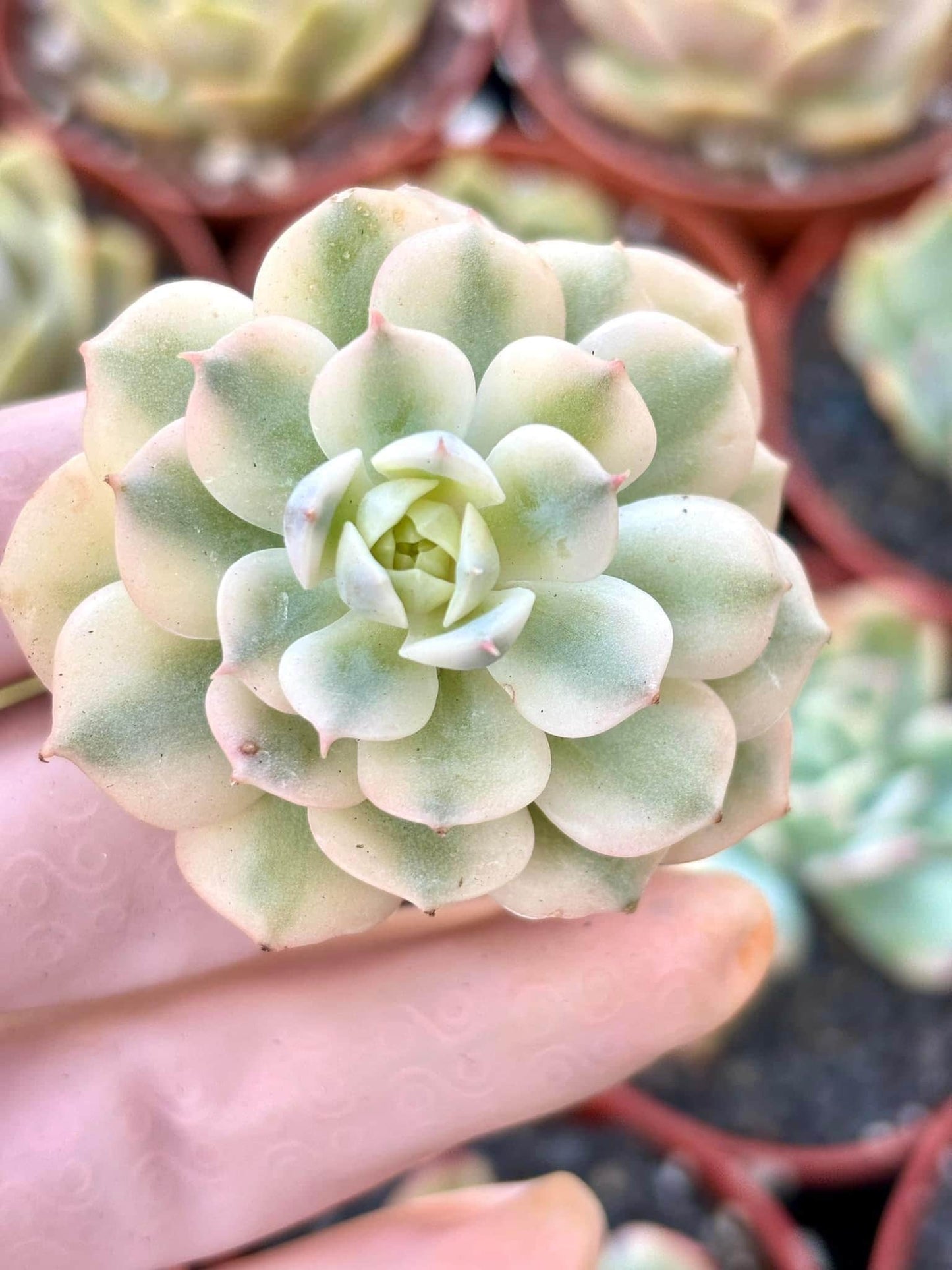 Echeveria Derensina Variegated | 4” pot | Live Succulent Plant | Korean Succulent | Variegated Pachyveria | Imported Plants