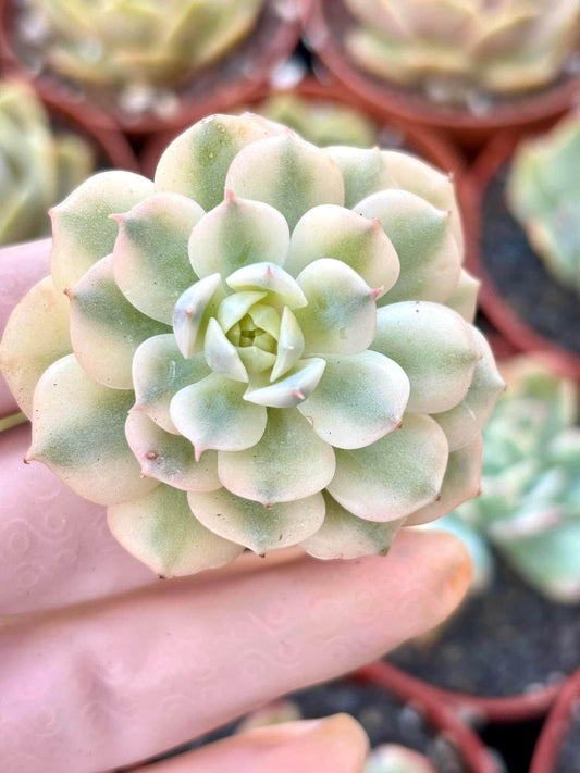 Echeveria Derensina Variegated | 4” pot | Live Succulent Plant | Korean Succulent | Variegated Pachyveria | Imported Plants