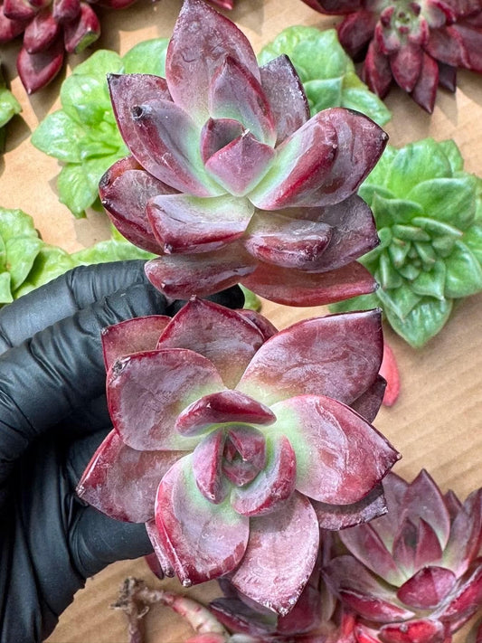 Echeveria Sugar Card | Rare Imported Succulent | Collector’s Succulent