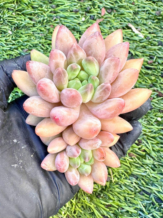 Echeveria Crystal Ball | Live Succulent Plant | Korean Succulent | Rare Imported Echeveria | Imported Plants