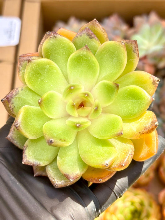 Echeveria Ziwei Sugar Heart | Live Succulent Plant | Korean Succulent | Rare Imported Echeveria | Imported Plants