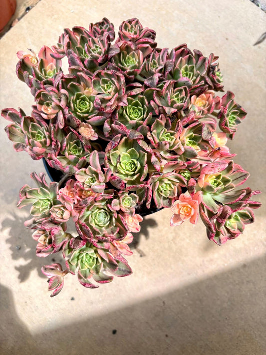 Aeonium Sweet Tea | Live Succulent Plant | Korean Succulent | Rare Imported Echeveria | Imported Plants