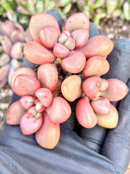 Graptoveria Avant Garde | Live Succulent Plant | Korean Succulent | Variegated Echeveria | Imported Plants
