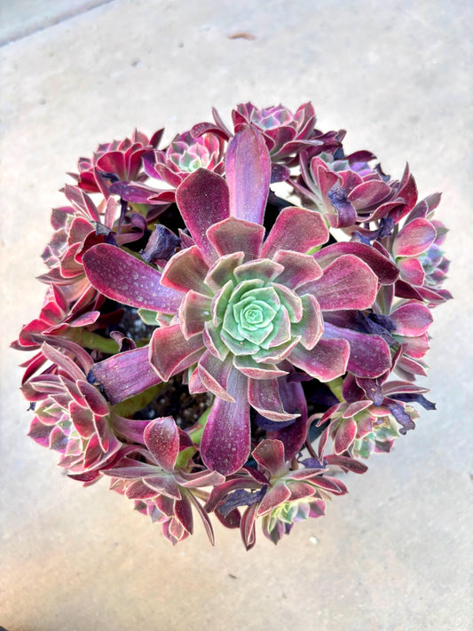 Aeonium White Wedding Dress | Live Succulent Plant | Rare Imported Aeonium | Imported Plants