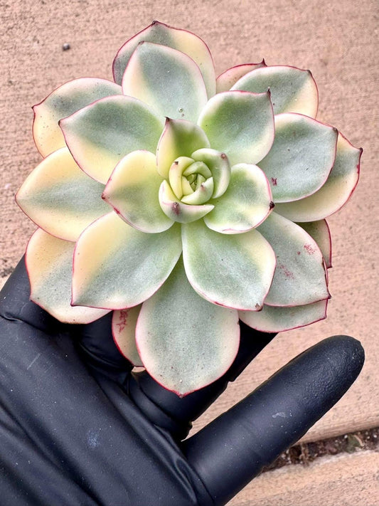Echeveria Matador Variegated | Rare Imported Succulent | Collector’s Succulent