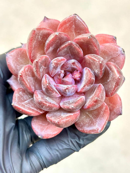 Echeveria Crape Myrtle | Live Succulent Plant | Korean Succulent | Variegated Echeveria | Imported Plants