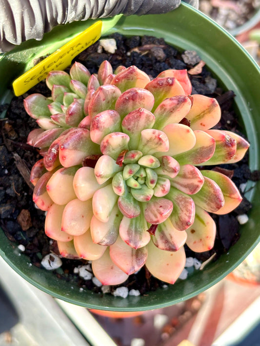 Sedeveria Pink Ruby Variegated | Live Succulent Plant | Korean Succulent | Rare Imported Echeveria | Imported Plants