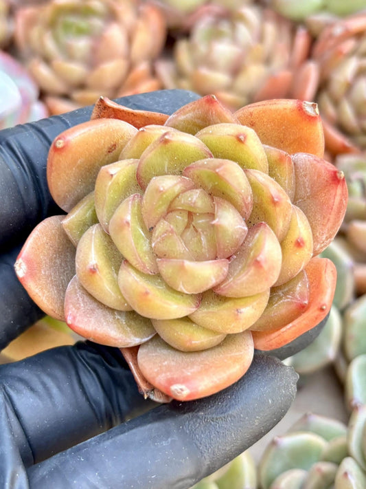Echeveria Fengpin | Live Succulent Plant | Echeveria Cluster | Rare Imported Echeveria | Imported Plants