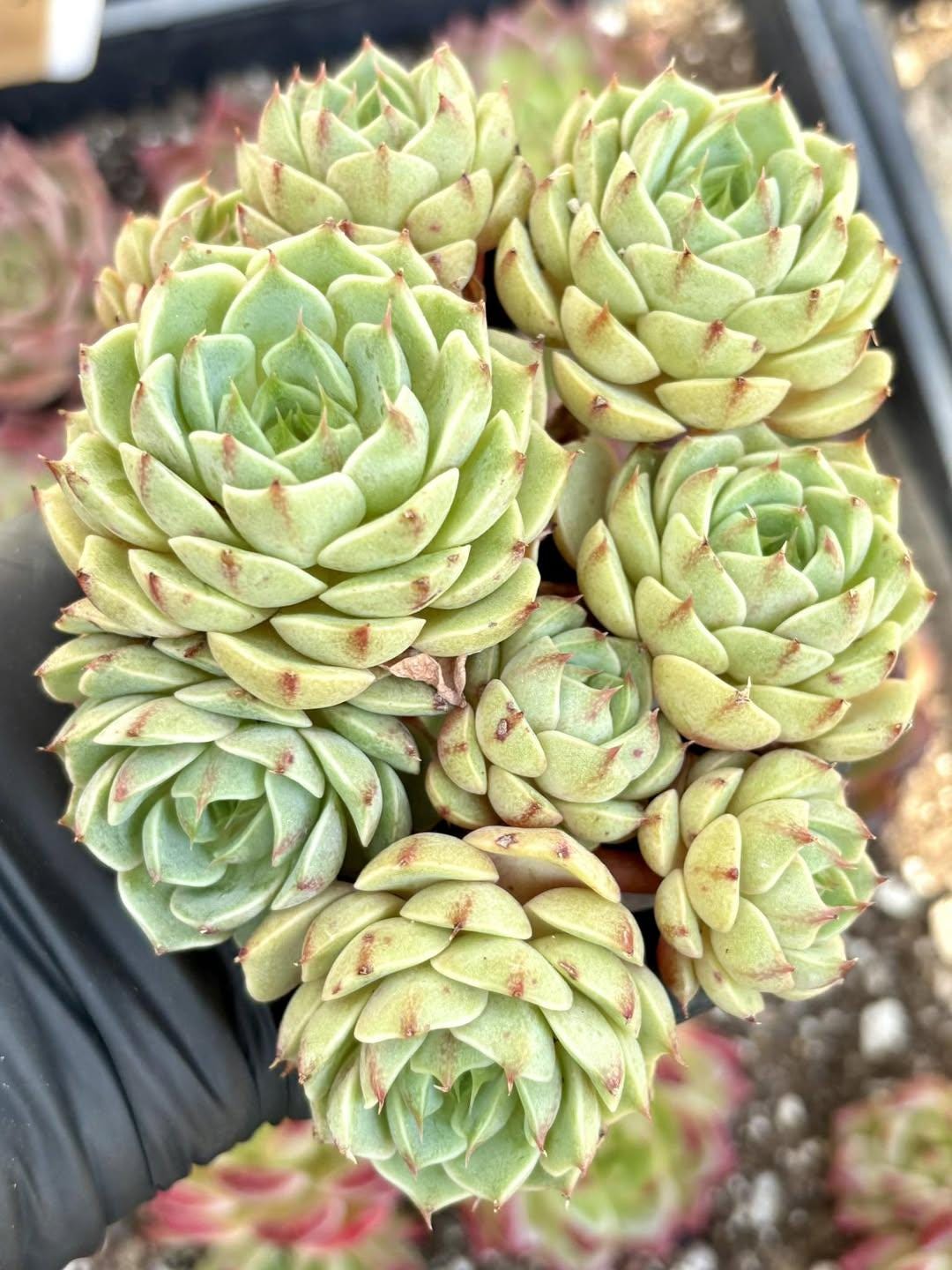Echeveria Ben Badis | Live Succulent Plant | Korean Succulent | Rare Imported Echeveria | Imported Plants