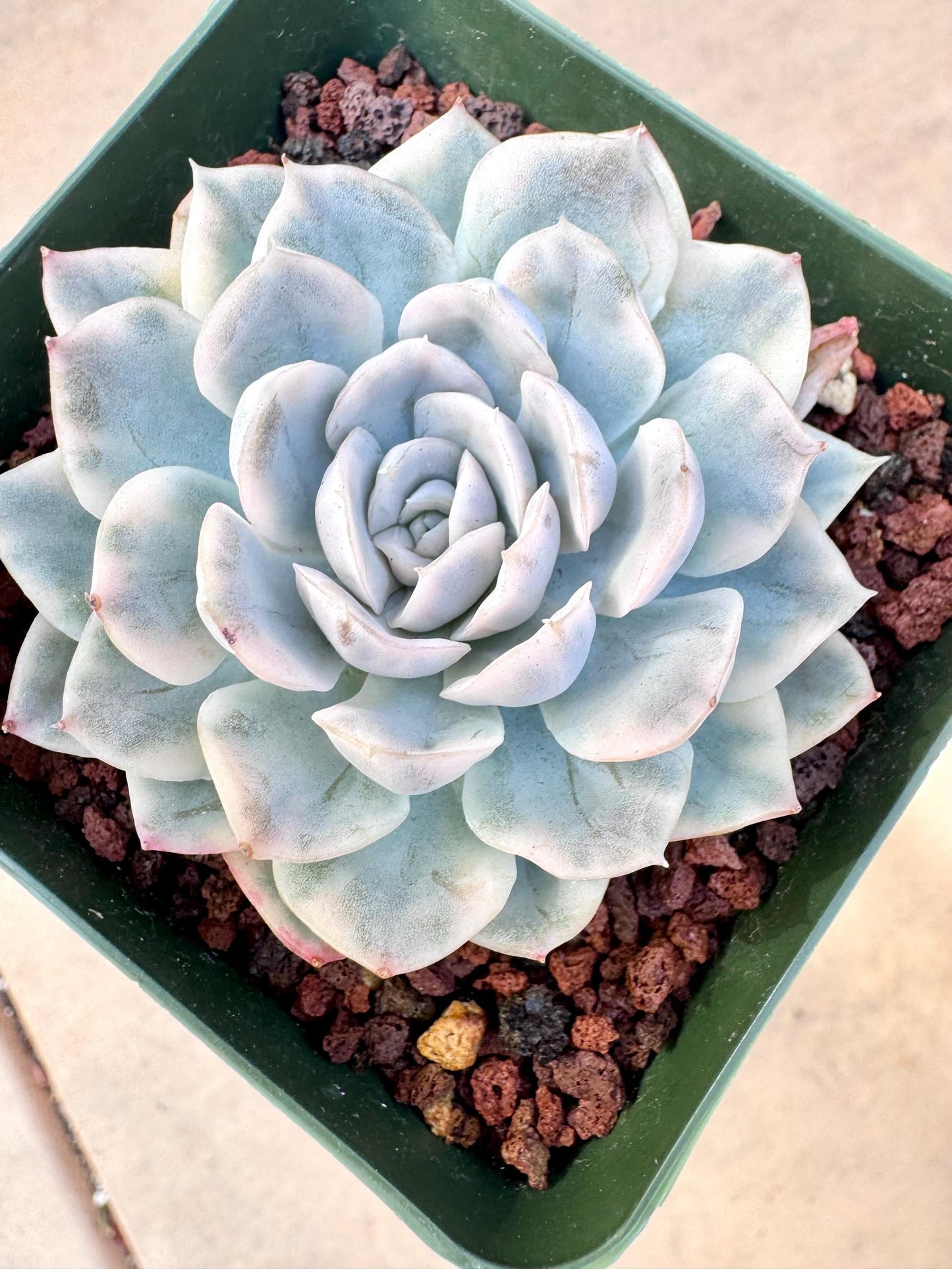 Echeveria Snowball Variegated | Live Succulent Plant | Korean Succulent | Rare Imported Echeveria | Imported Plants