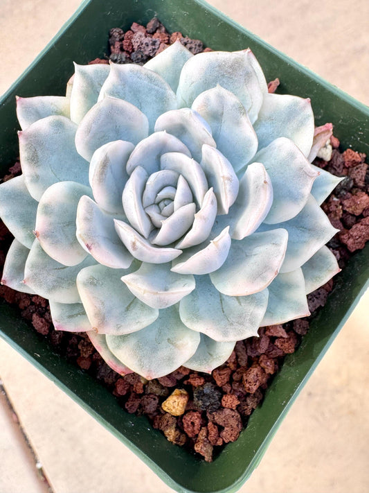 Echeveria Snowball Variegated | Live Succulent Plant | Korean Succulent | Rare Imported Echeveria | Imported Plants