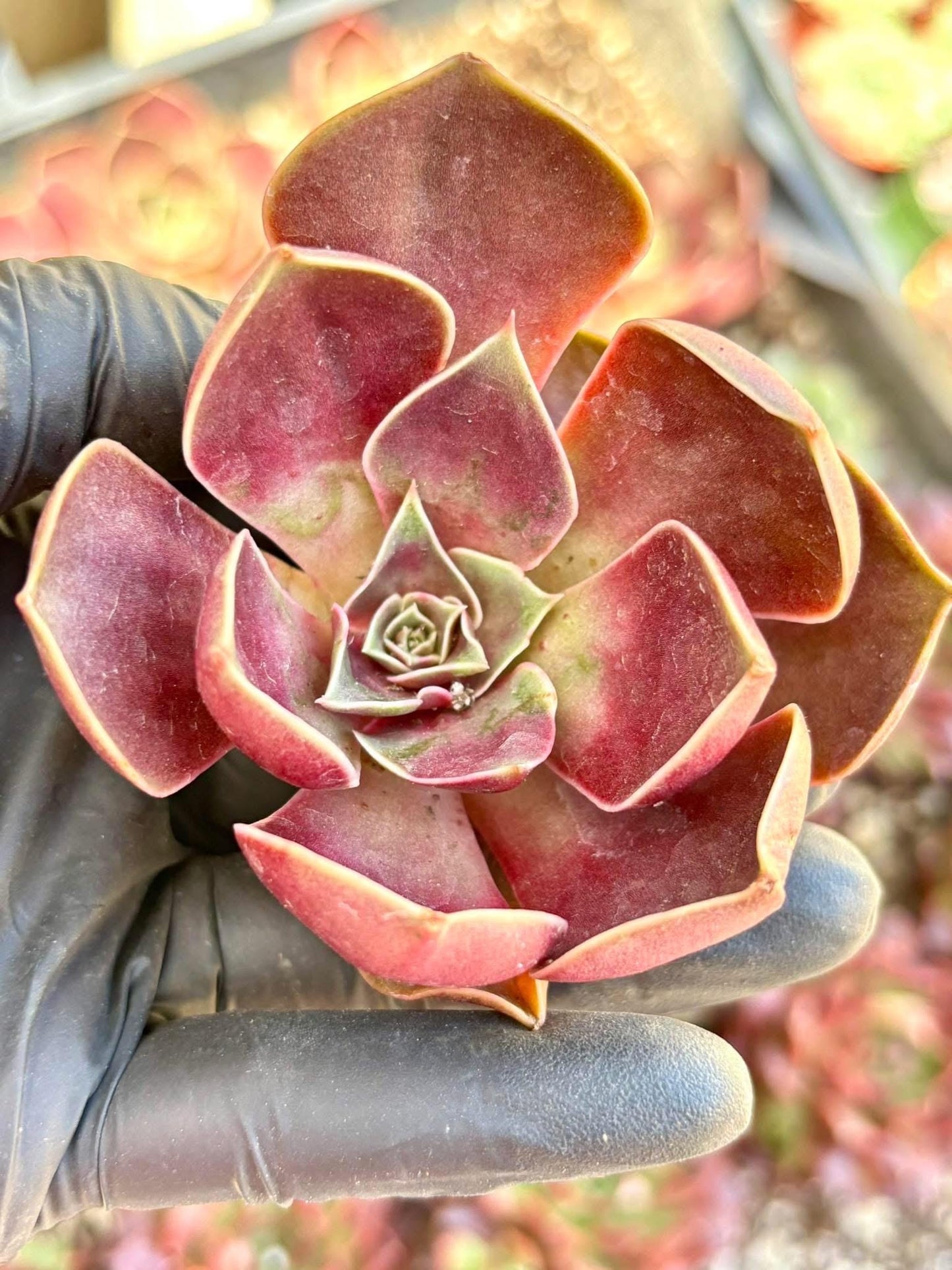 Echeveria Red Light size ~3” | Live Succulent Plant | Korean Succulent | Variegated Echeveria | Imported Plants | Echeveria Clusters