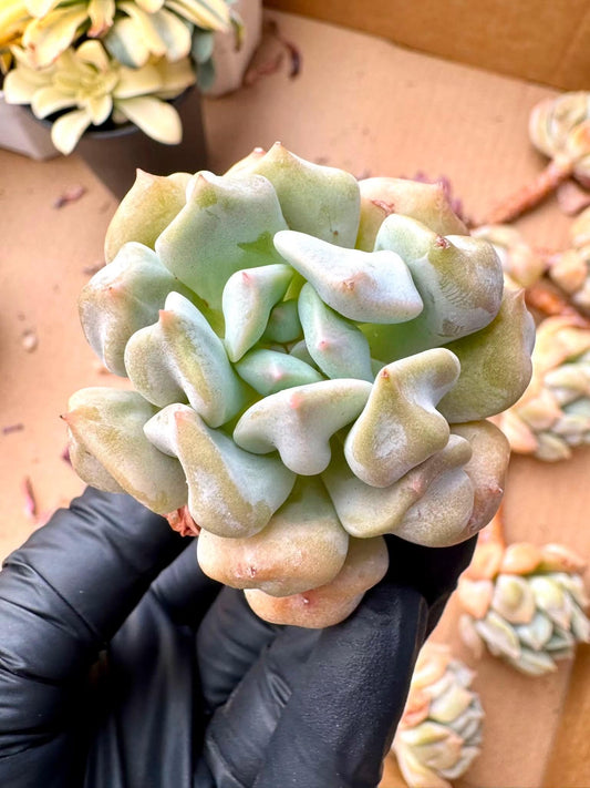 Echeveria Super Cheese | Rare Imported Succulent | Collector’s Succulent