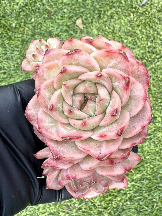 Echeveria Love Story | Rare Imported Succulent | Collector’s Succulent
