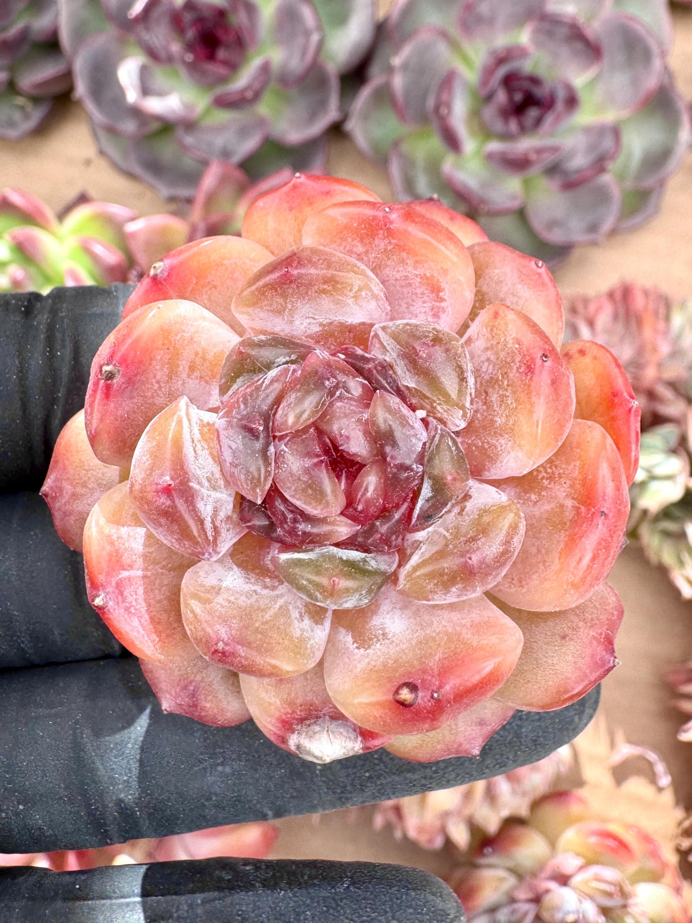 ECHEVERIA – Skye Succulent Corner