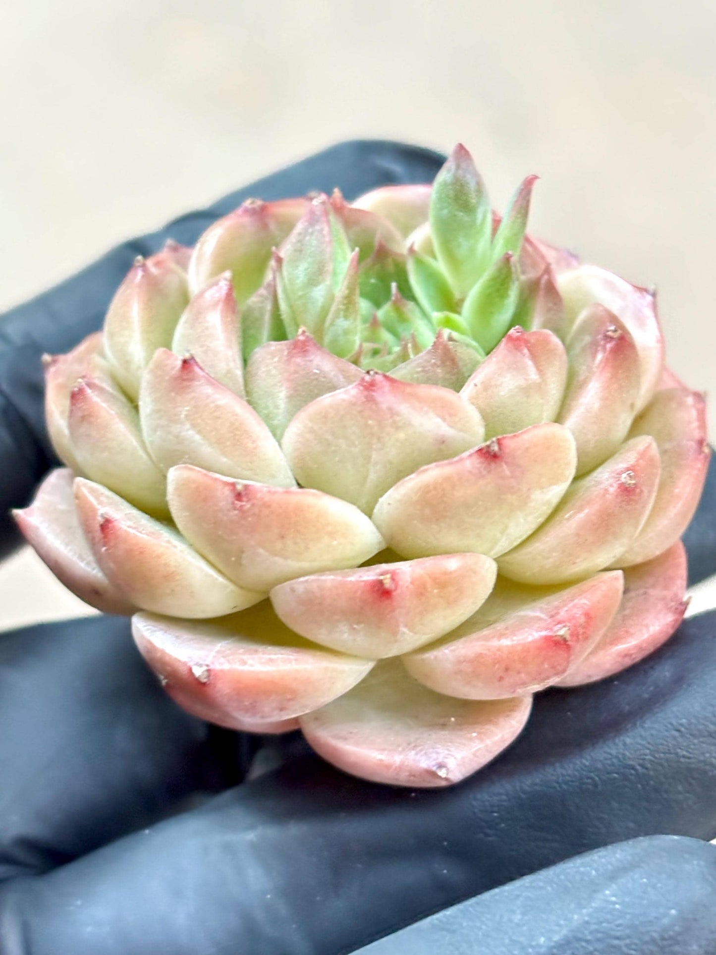 Echeveria Coke| Live Succulent Plant | Korean Succulent | Variegated aeonium | Imported Plants |