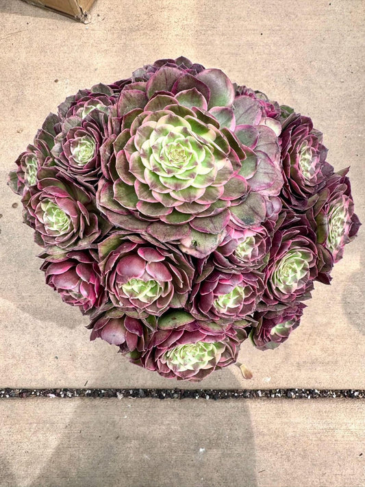 Aeonium Powder Flower Demon | Live Succulent Plant | Imported Succulent