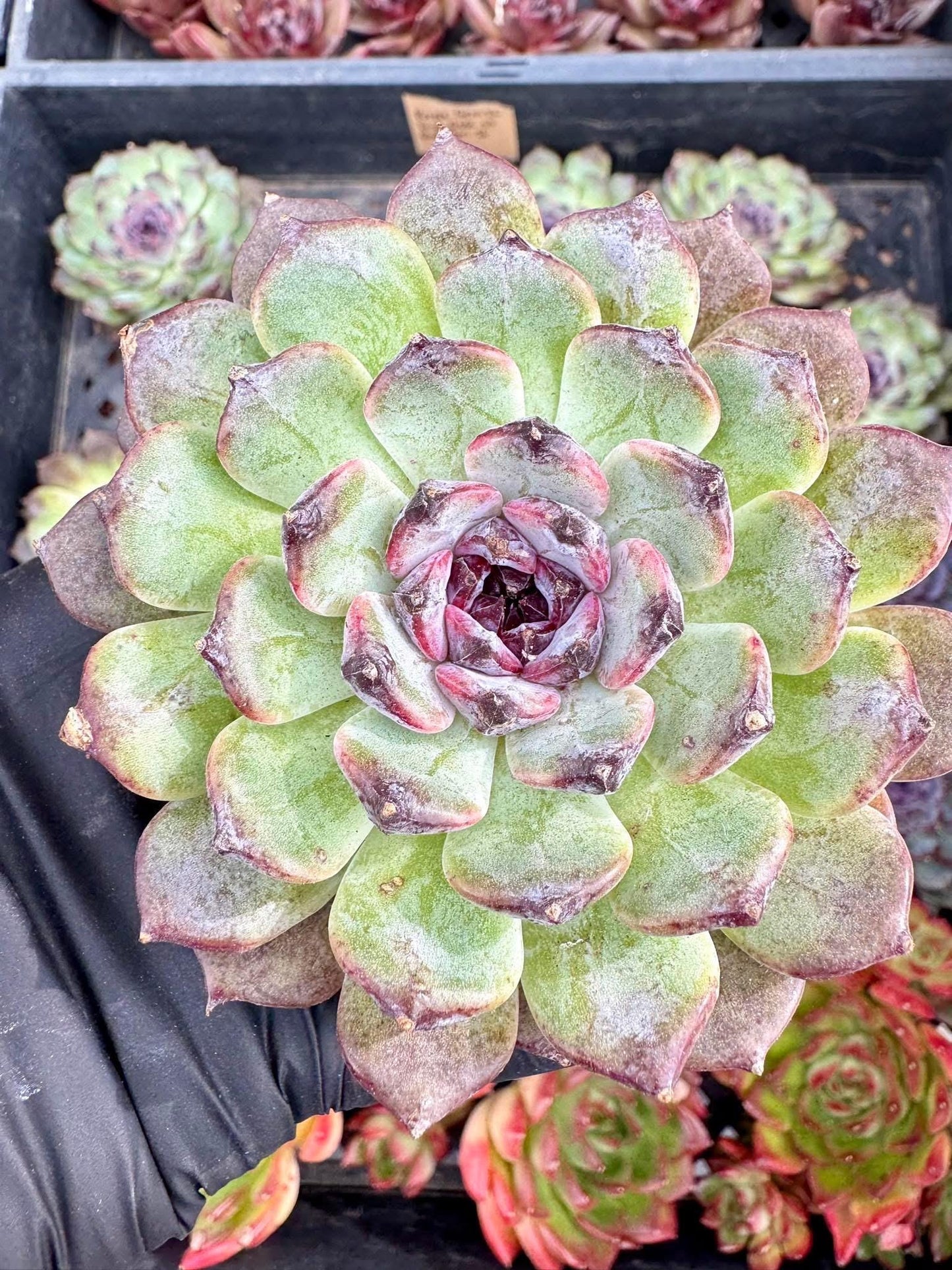 Echeveria Purple Gem | Live Succulent Plant | Korean Succulent | Variegated Echeveria | Imported Plants