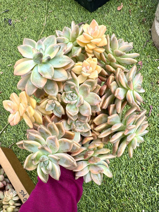 Echeveria Awayuki Variegated | Rare Imported Succulent | Collector’s Succulent