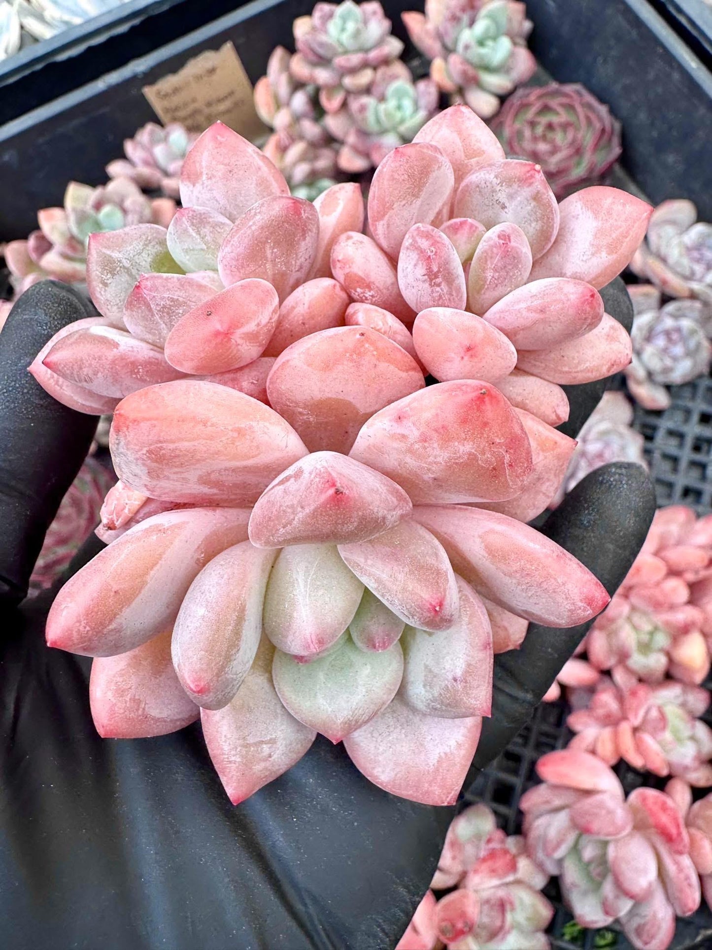 Echeveria Spice Orange | Live Succulent Plant | Korean Succulent | Variegated Echeveria | Imported Plants