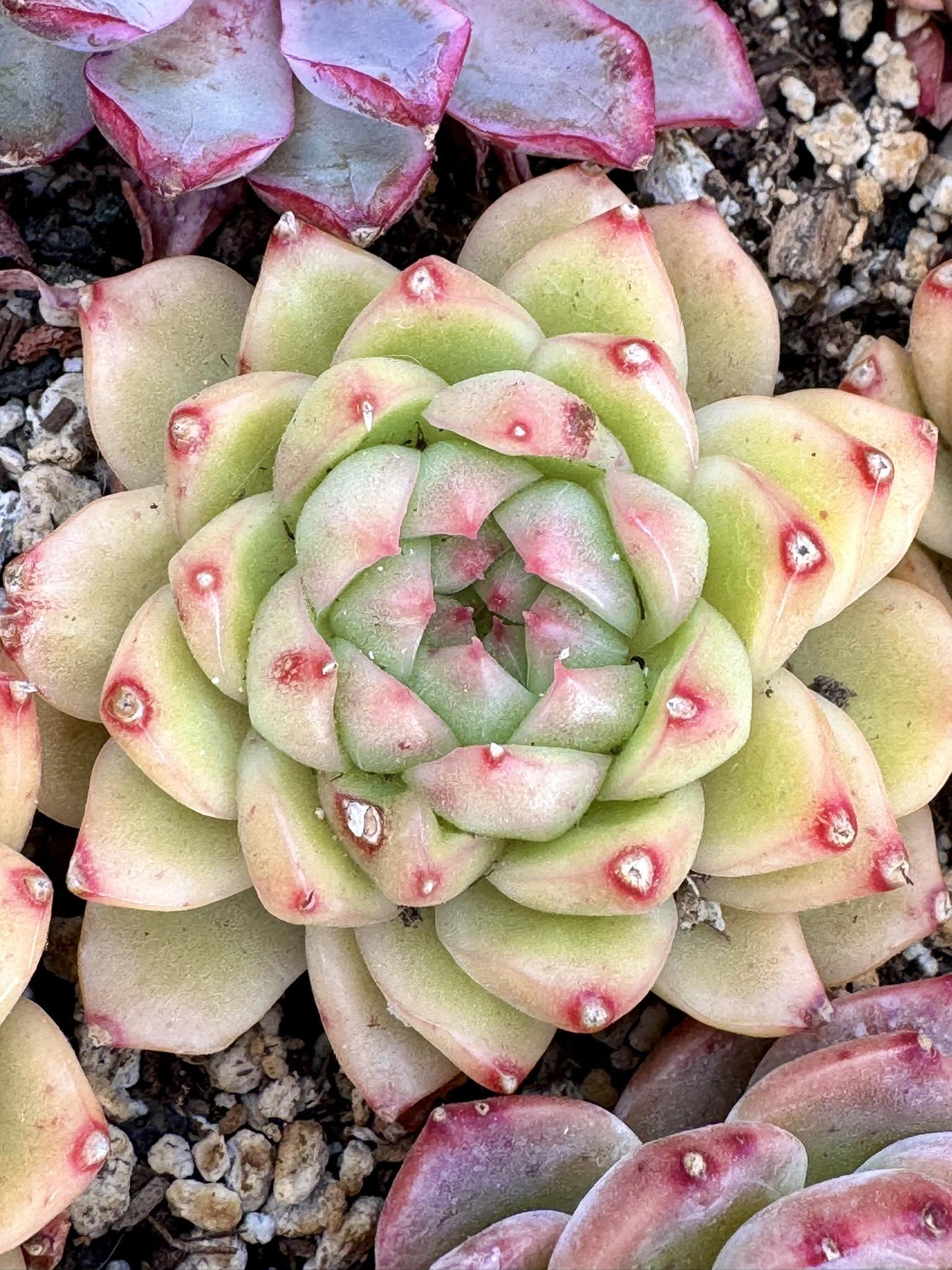 Echeveria Jenny Botan | Live Succulent Plant | Korean Succulent